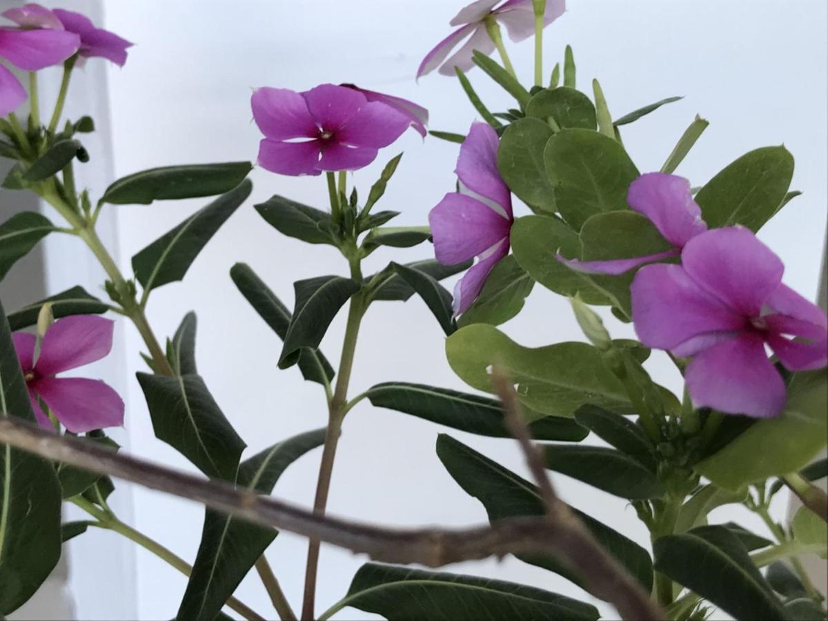 Encanto Das Flores Praia de Pipa Extérieur photo